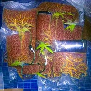 NFT for sale